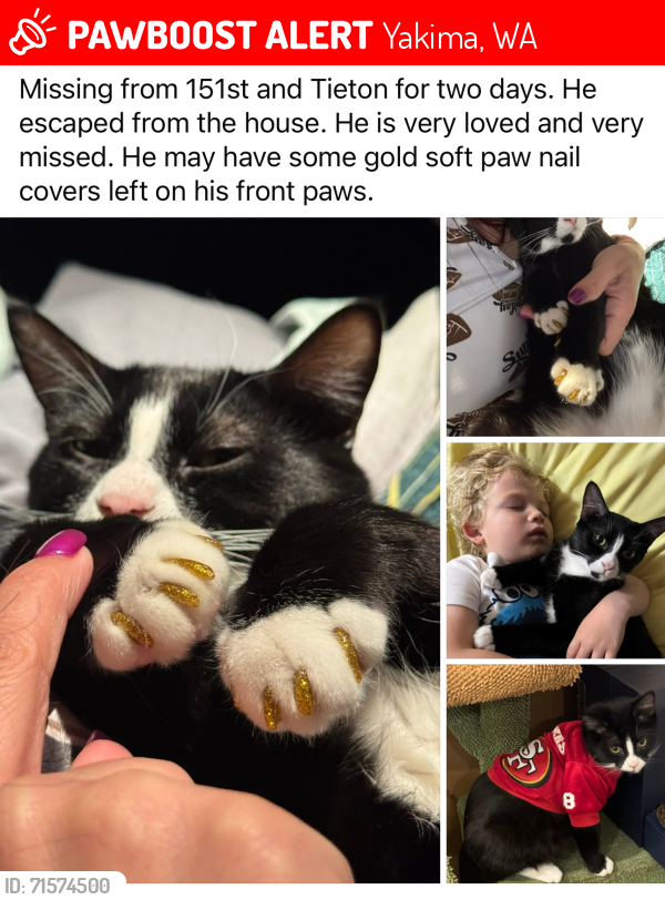 Lost Male Cat last seen 151st and tieton, Yakima, WA 98908