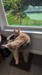 Lost Male Cat last seen Glad acres road off Robinhood , Lewisville, NC 27040