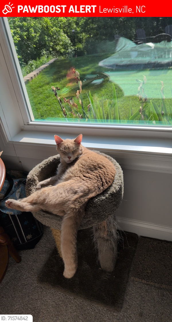 Lost Male Cat last seen Glad acres road off Robinhood , Lewisville, NC 27040