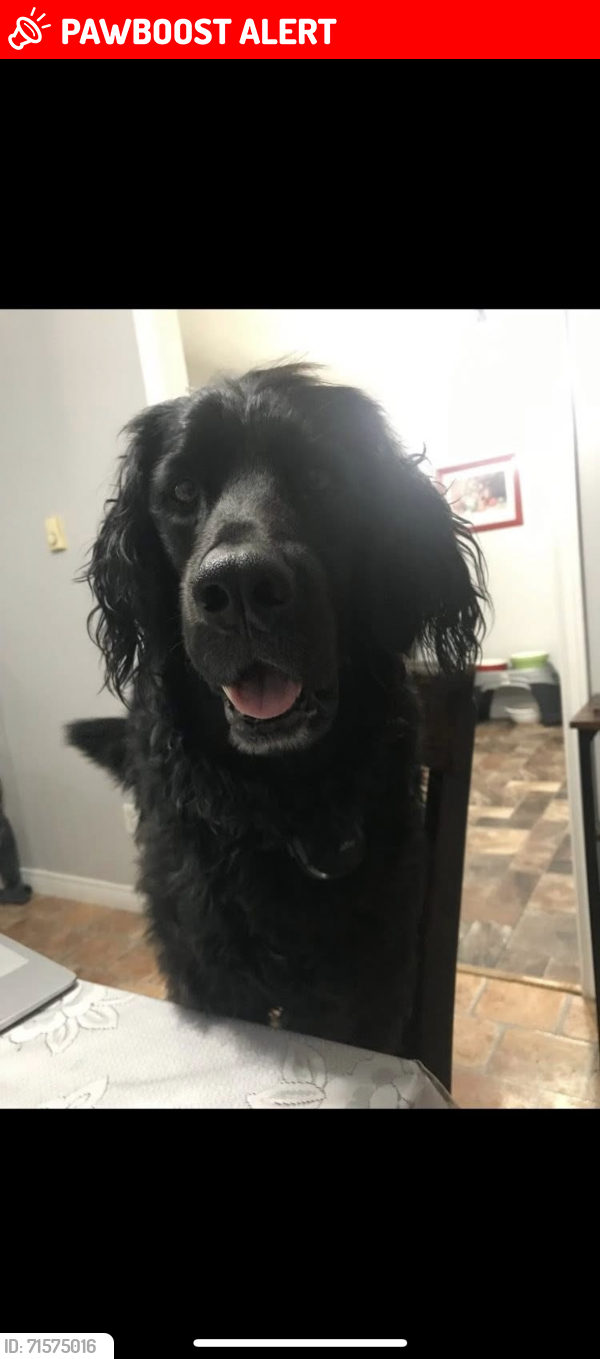 Lost Female Dog last seen Freshwater Pond Cabins, Renews-Cappahayden, NL A0A