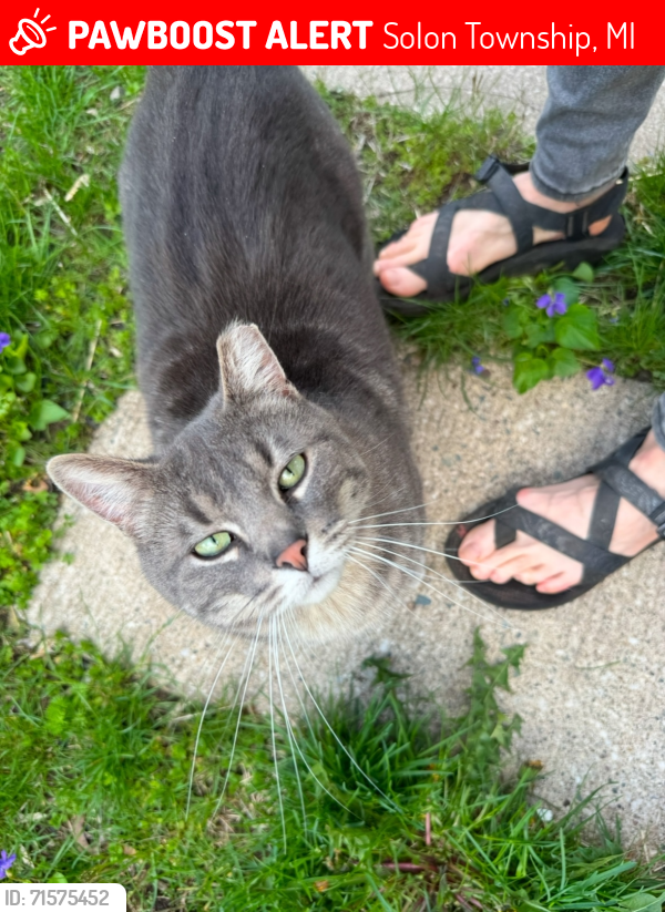 Lost Female Cat last seen Long Lake Park / Krauskopf Rd NE, Solon Township, MI 49345