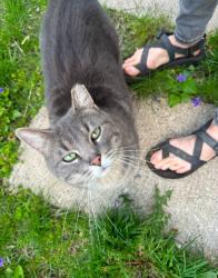 Lost Female Cat last seen Long Lake Park / Krauskopf Rd NE, Solon Township, MI 49345