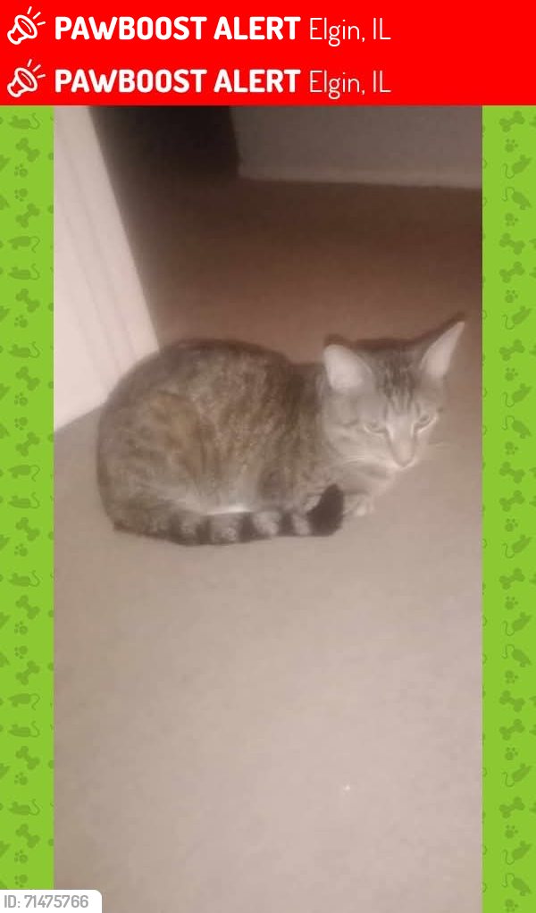 Lost Male Cat last seen Huron drive  between algonquin and Dakota street  east side elgin , Elgin, IL 60120