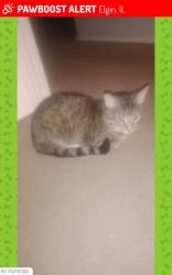 Lost Male Cat last seen Huron drive  between algonquin and Dakota street  east side elgin , Elgin, IL 60120