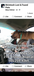 Lost Male Dog last seen Highway 41 and Ice Plant, Torrance County, NM 87035