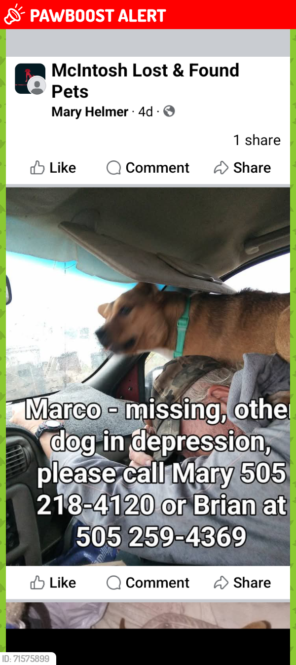 Lost Male Dog last seen Highway 41 and Ice Plant, Torrance County, NM 87035
