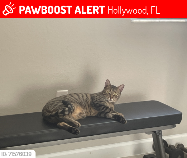 Lost Male Cat last seen Joe Dan Rd, Hollywood, FL 33021