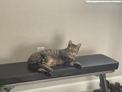 Lost Male Cat last seen Joe Dan Rd, Hollywood, FL 33021