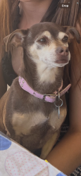 Lost Female Dog last seen 4th/Montano, Albuquerque, NM 87107
