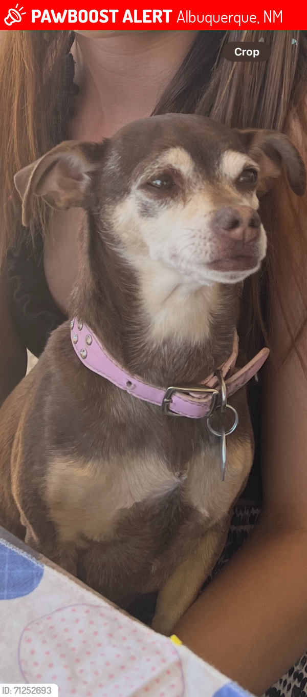 Lost Female Dog last seen 4th/Montano, Albuquerque, NM 87107