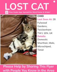 Lost Male Cat last seen Fulwood gardens twickenham, Greater London, England TW1