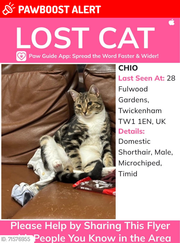 Lost Male Cat last seen Fulwood gardens twickenham, Greater London, England TW1