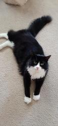 Lost Male Cat last seen Oakwood drive., 8th street, 2nd road , Hammonton, NJ 08037