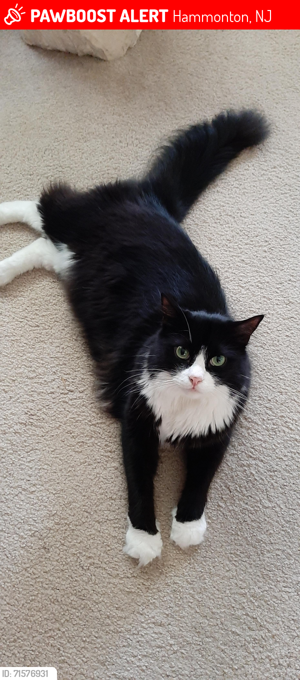 Lost Male Cat last seen Oakwood drive., 8th street, 2nd road , Hammonton, NJ 08037