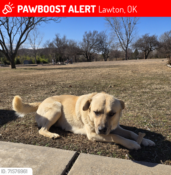 Lost Male Dog last seen Hwy 49 Hop & Sack. Wichita Mt ests, Lawton, OK 73507