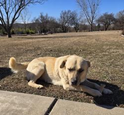 Lost Male Dog last seen Hwy 49 Hop & Sack. Wichita Mt ests, Lawton, OK 73507