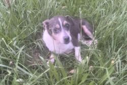 Lost Male Dog last seen Hunt road , Elbert County, GA 30634