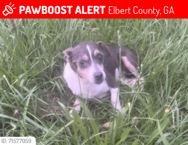 Lost Male Dog last seen Hunt road , Elbert County, GA 30634