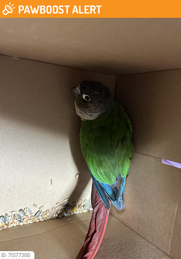 Found/Stray Unknown Bird last seen Woodhouse College, Greater London, England N12