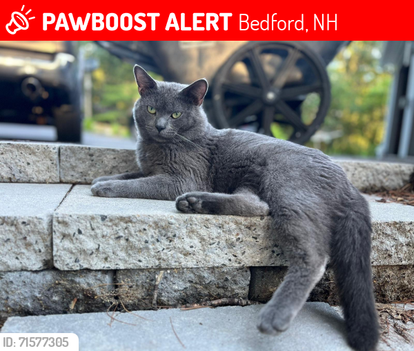 Lost Male Cat last seen south hills, hitching post, hardy, north amherst, Bedford, NH 03110