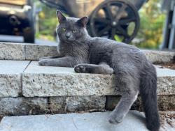 Lost Male Cat last seen south hills,  hitching post, hardy, north amherst, Bedford, NH 03110