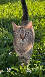Lost Female Cat last seen 57th Terrace (near Miller) and 109th Court, Miami, FL 33173