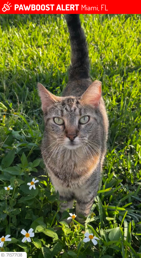 Lost Female Cat last seen 57th Terrace (near Miller) and 109th Court, Miami, FL 33173