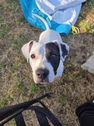 Lost Female Dog last seen Doolittle St, MacArthur St, Sacramento, CA 95838