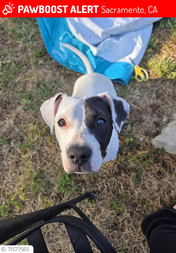 Lost Female Dog last seen Doolittle St, MacArthur St, Sacramento, CA 95838