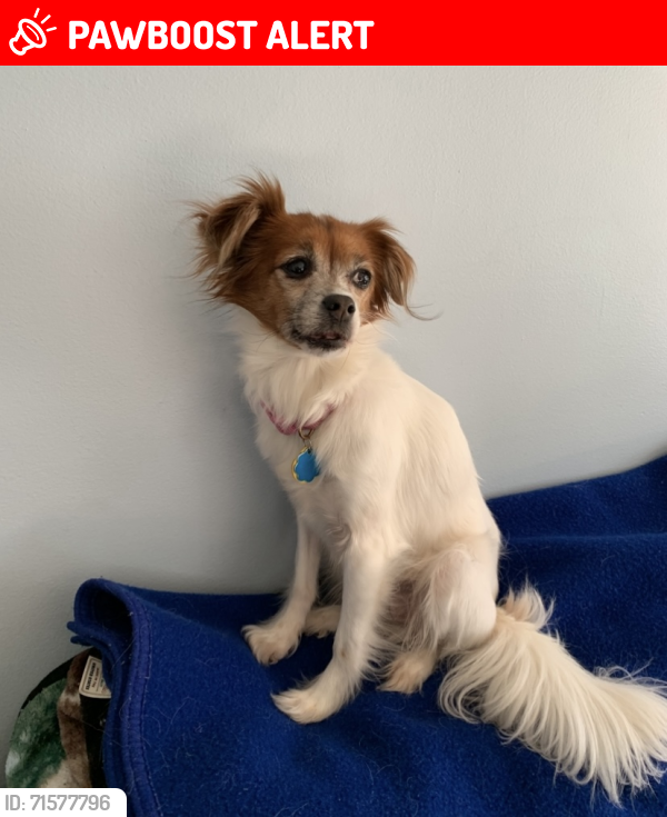 Lost Female Dog last seen Santalina and Cinnamon Ct. , Gloucester Township, NJ 08081