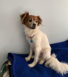 Lost Female Dog last seen Santalina and Cinnamon Ct. , Gloucester Township, NJ 08081