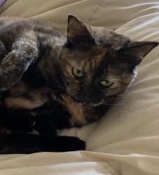 Lost Female Cat last seen Emerald and thomas st, Oceanside, CA 92056