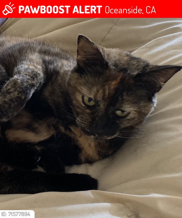 Lost Female Cat last seen Emerald and thomas st, Oceanside, CA 92056