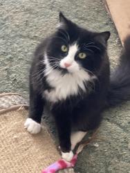 Lost Female Cat last seen Thruston at wrights landing/hw 1389 curve, Daviess County, KY 42355