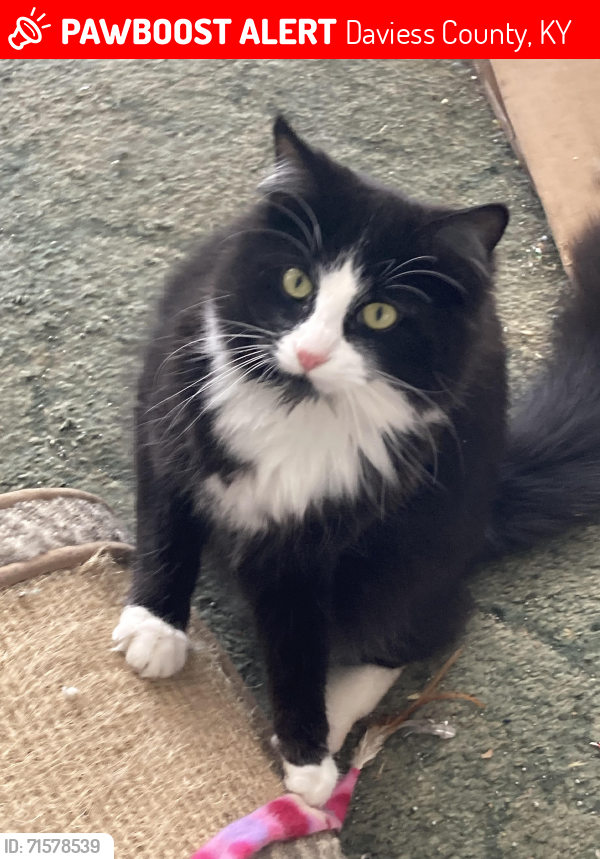 Lost Female Cat last seen Thruston at wrights landing/hw 1389 curve, Daviess County, KY 42355