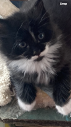 Lost Unknown Cat last seen Wrights Landing Rd/HW 1389 Thruston , Daviess County, KY 42355