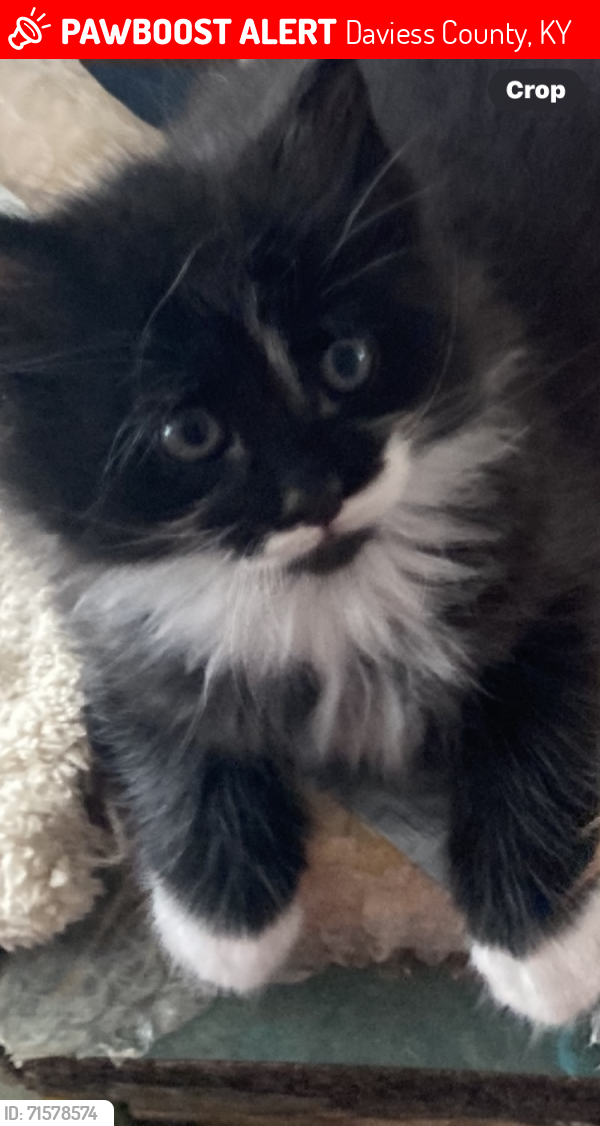 Lost Unknown Cat last seen Wrights Landing Rd/HW 1389 Thruston , Daviess County, KY 42355