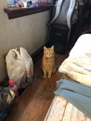 Reunited Male Cat last seen Dunn Rd., Lindbergh Blvd., Hazelwood, MO 63042