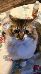 Lost Female Cat last seen Carbon Hill Buchtel rd Nelsonville Ohio 45764, Nelsonville, OH 45764