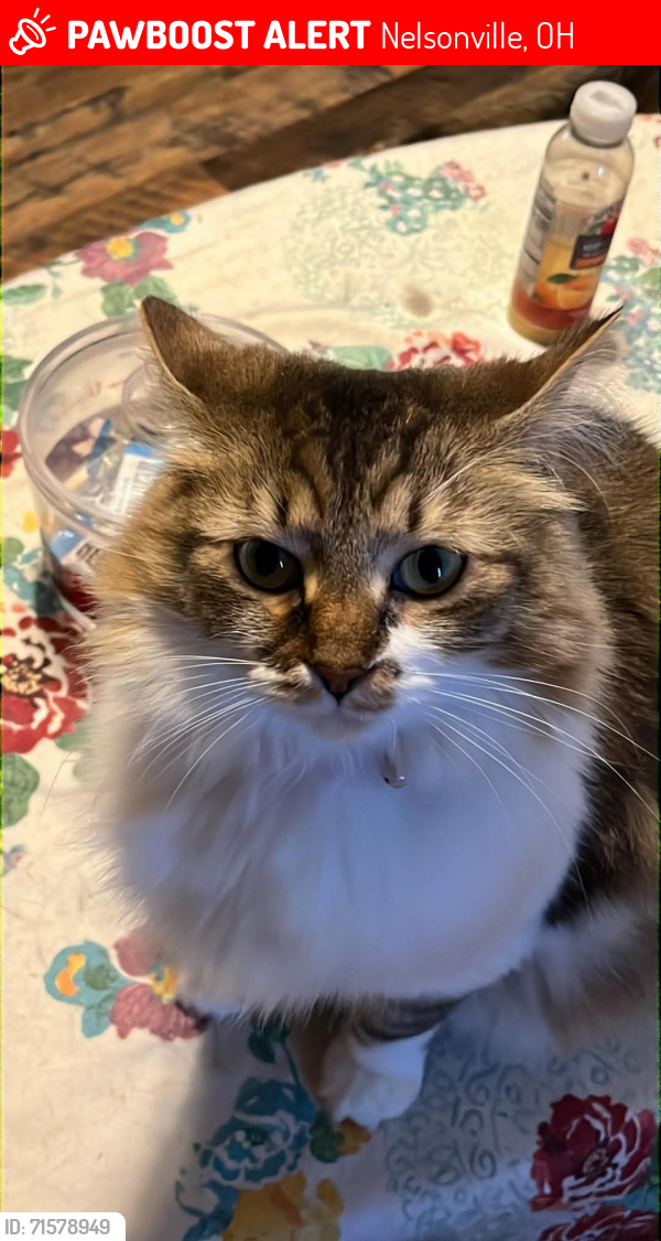 Lost Female Cat last seen Carbon Hill Buchtel rd Nelsonville Ohio 45764, Nelsonville, OH 45764