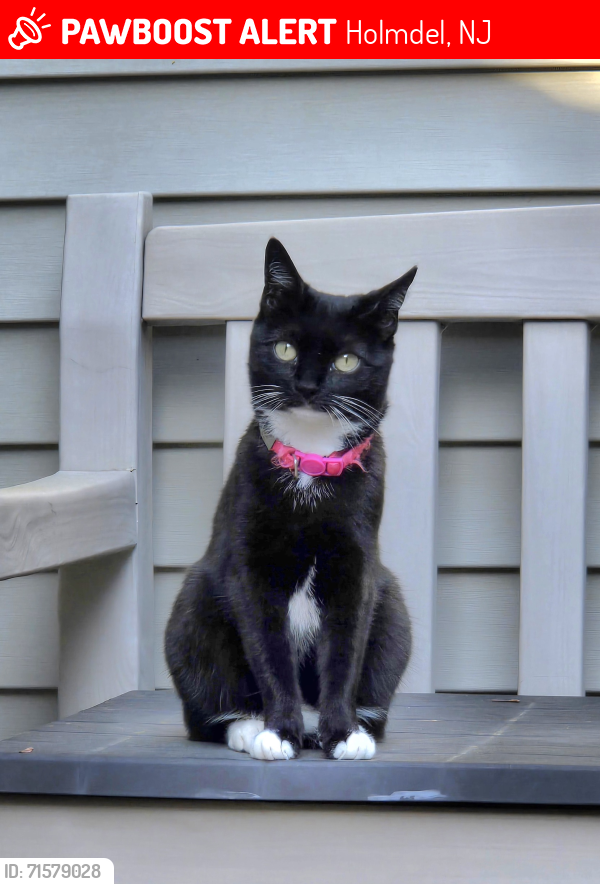 Lost Female Cat last seen Palmer Square Development, Holmdel, NJ 07733