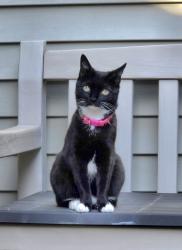 Lost Female Cat last seen Palmer Square Development, Holmdel, NJ 07733