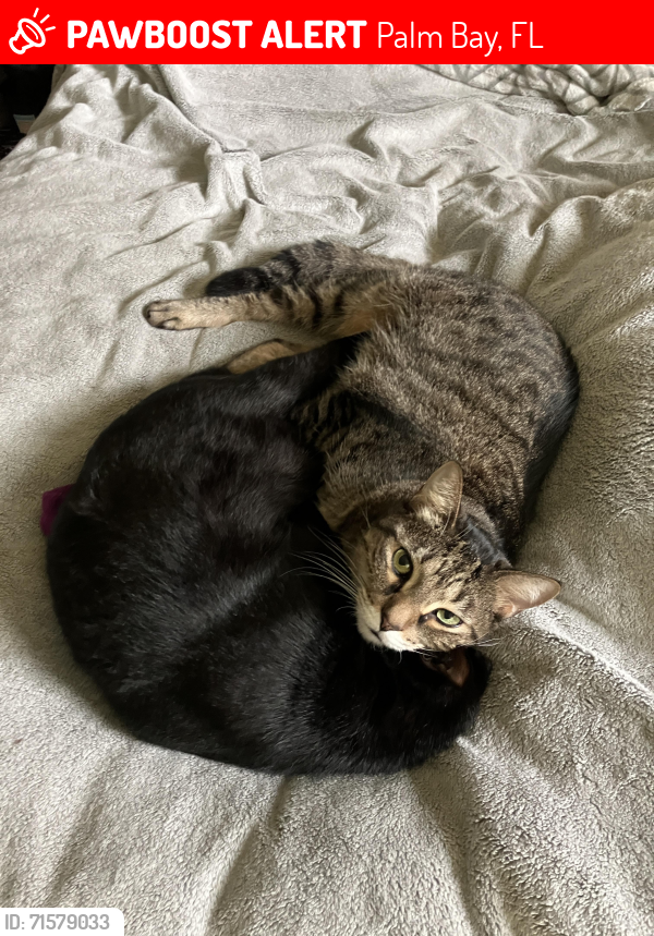 Lost Male Cat last seen Port Malabar Rd and Riviera Rd NE, Palm Bay, FL 32905