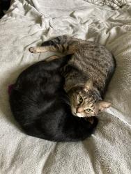 Lost Male Cat last seen Port Malabar Rd and Riviera Rd NE, Palm Bay, FL 32905