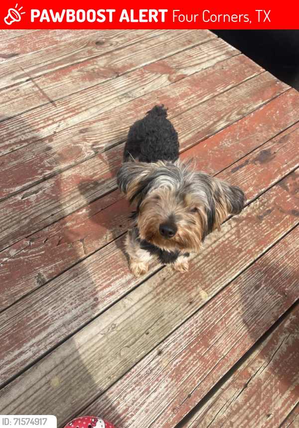 Lost Male Dog last seen Bissonet Street and Birdnest Trail, Four Corners, TX 77083