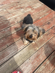 Lost Male Dog last seen Bissonet Street and Birdnest Trail, Four Corners, TX 77083