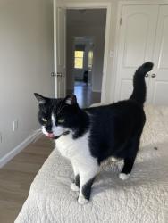 Lost Female Cat last seen Harvest Court & Weathervane Way, Marlboro Township, NJ 07746