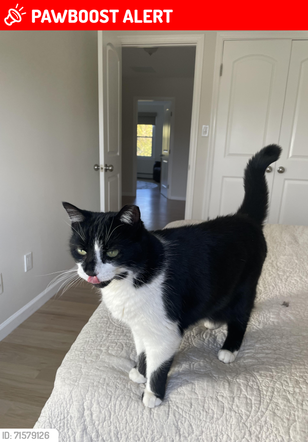 Lost Female Cat last seen Harvest Court & Weathervane Way, Marlboro Township, NJ 07746