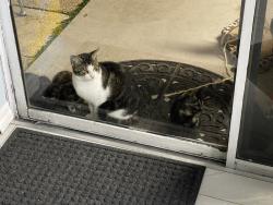 Lost Male Cat last seen East colonial and alafaya trail, Alafaya, FL 32826