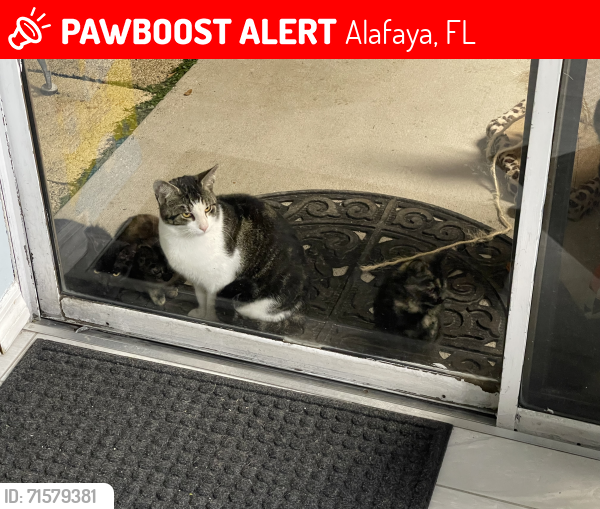 Lost Male Cat last seen East colonial and alafaya trail, Alafaya, FL 32826